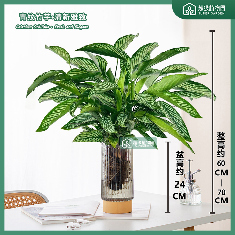 青纹竹芋盆栽室内耐阴观叶植物客厅办公室净化空气四季常青绿植