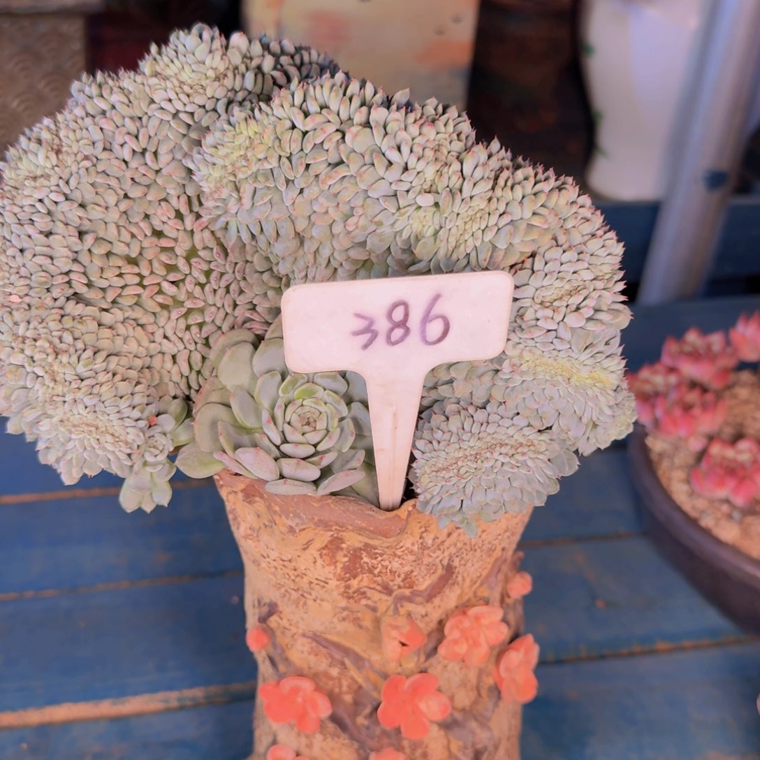 婷***了多肉植物的生长发育与生长