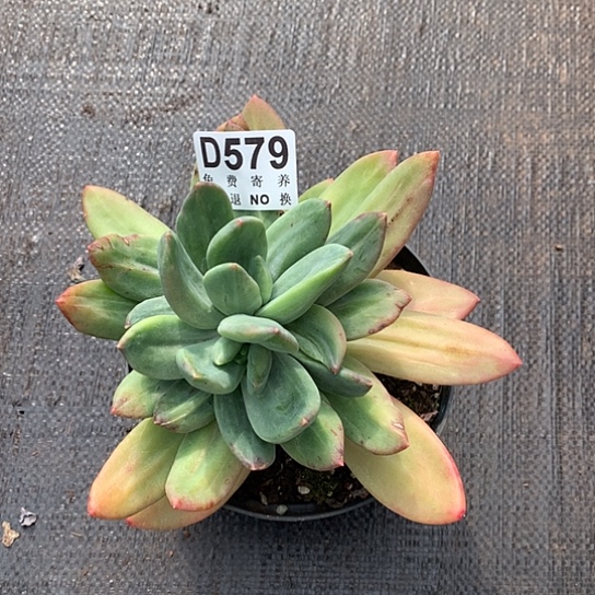 海洋之歌石化579 亏本处理退款拉黑7-8天发货