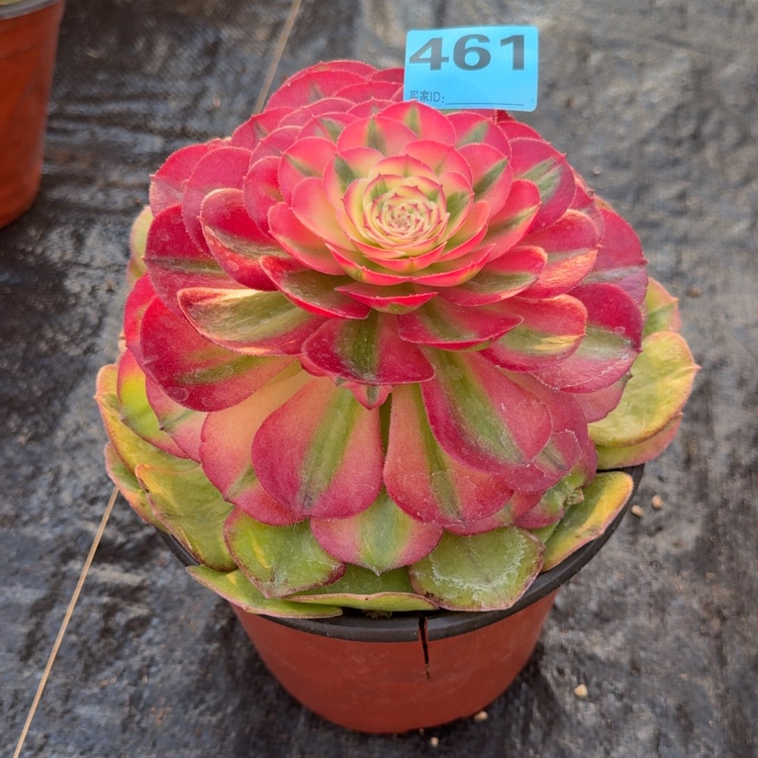 惠****锅461多肉荔枝发货