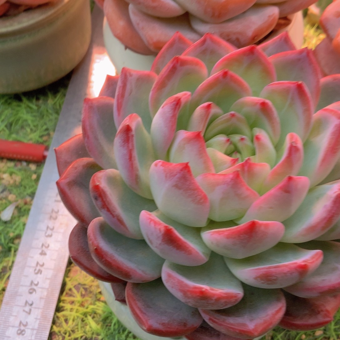 怀*红鸾一颗一颗