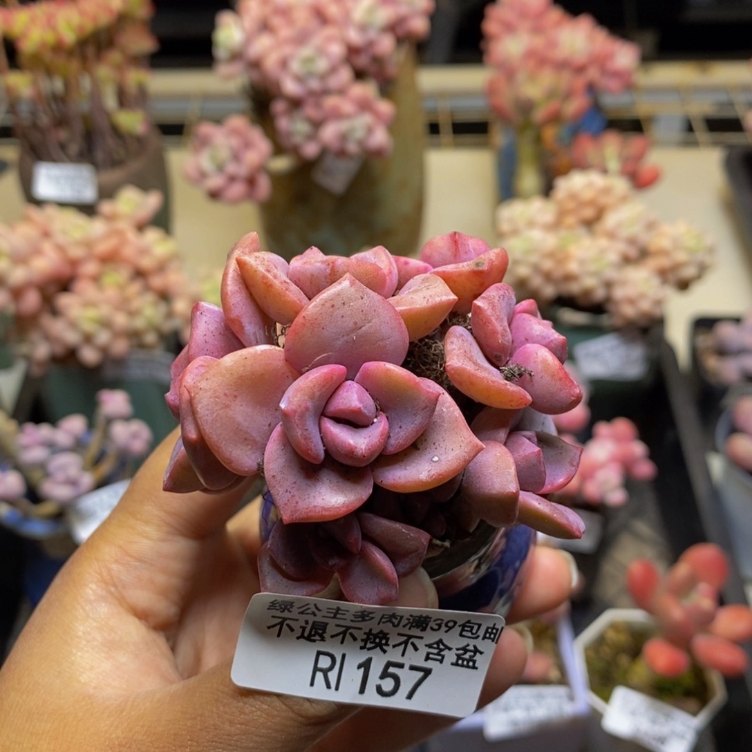 157彩虹糖多肉6c m