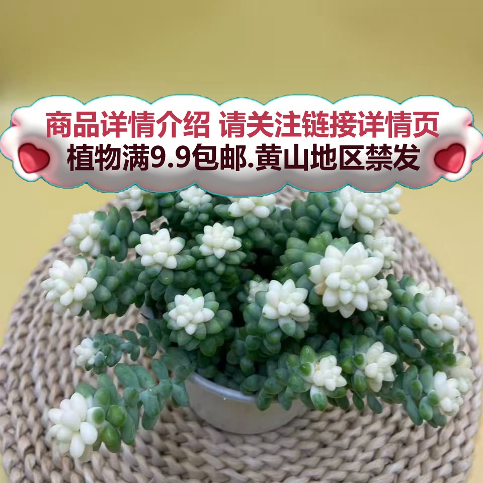 （雪花玉坠-散桩）多肉要满9.9邮 多肉植物绿植吸甲醛