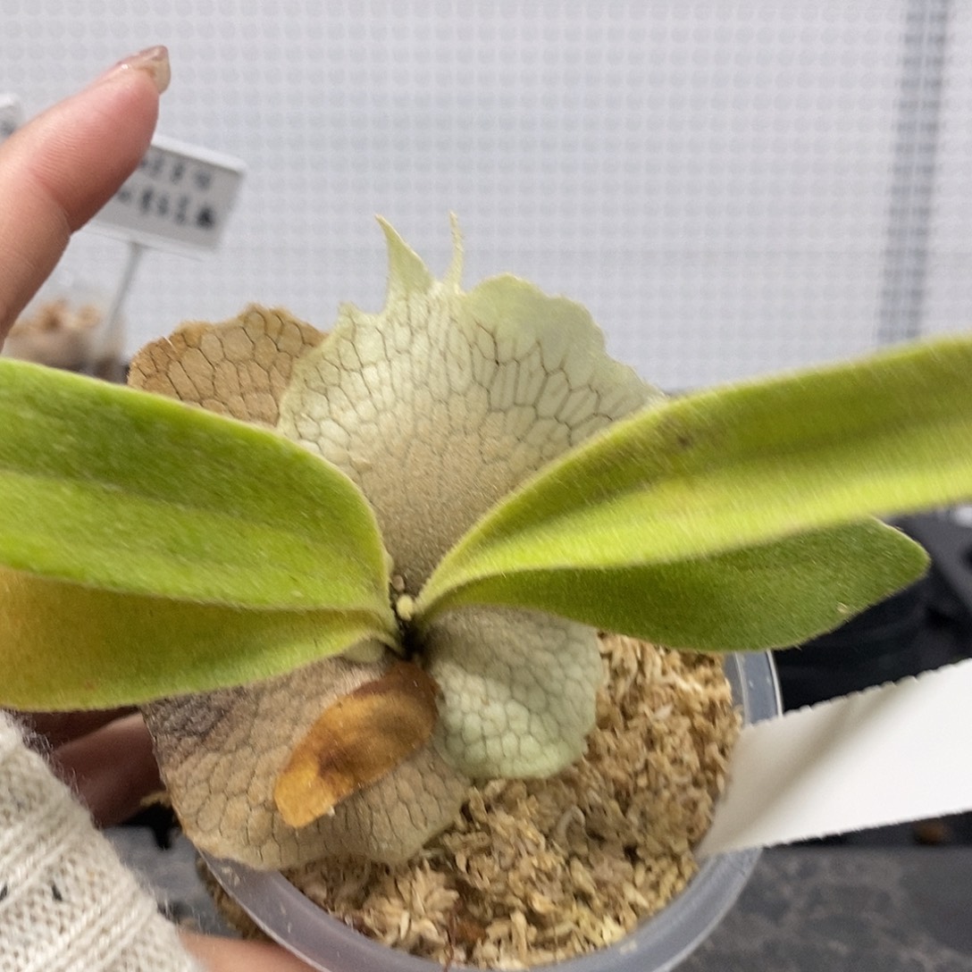 无花朵野银321鹿角蕨