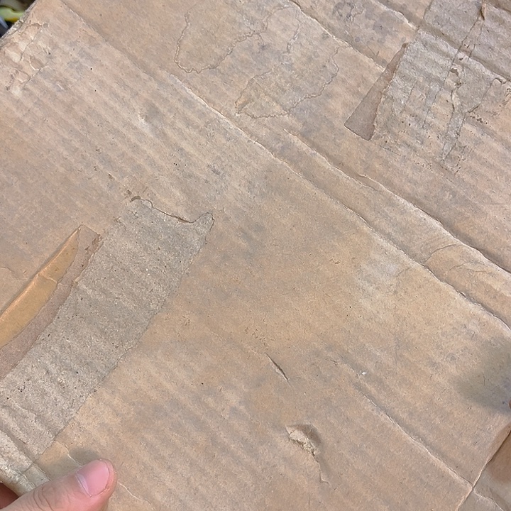 杂色豆（科檀/科特迪瓦檀木）Z*强