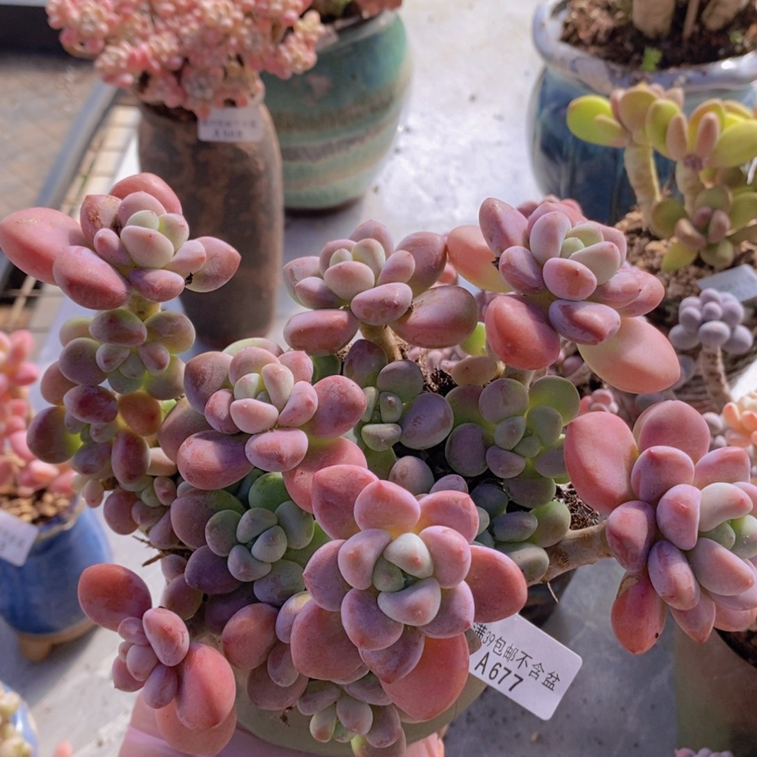 樱花洛神17cm677多肉植物