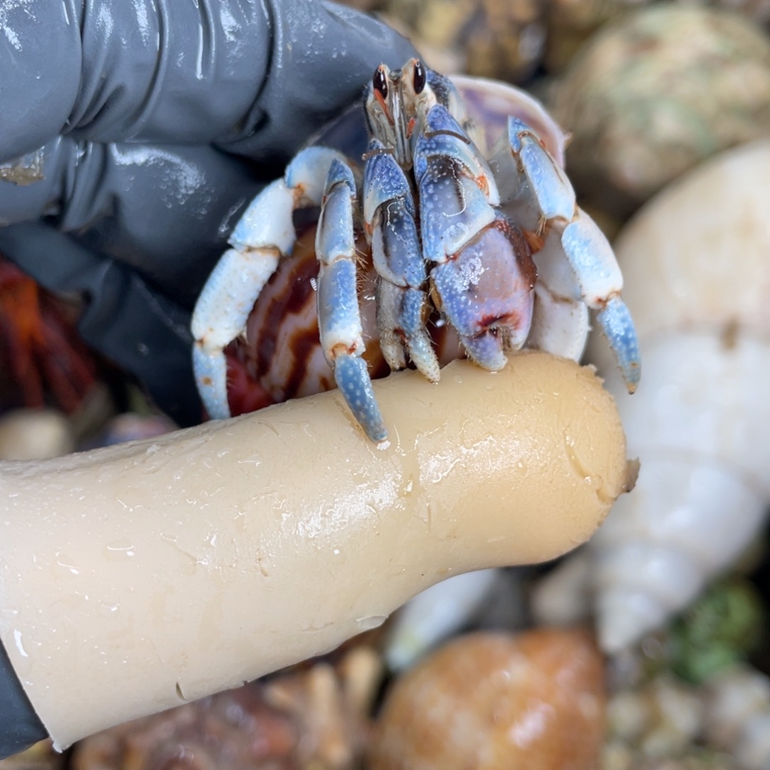 不退不换活体宠物38