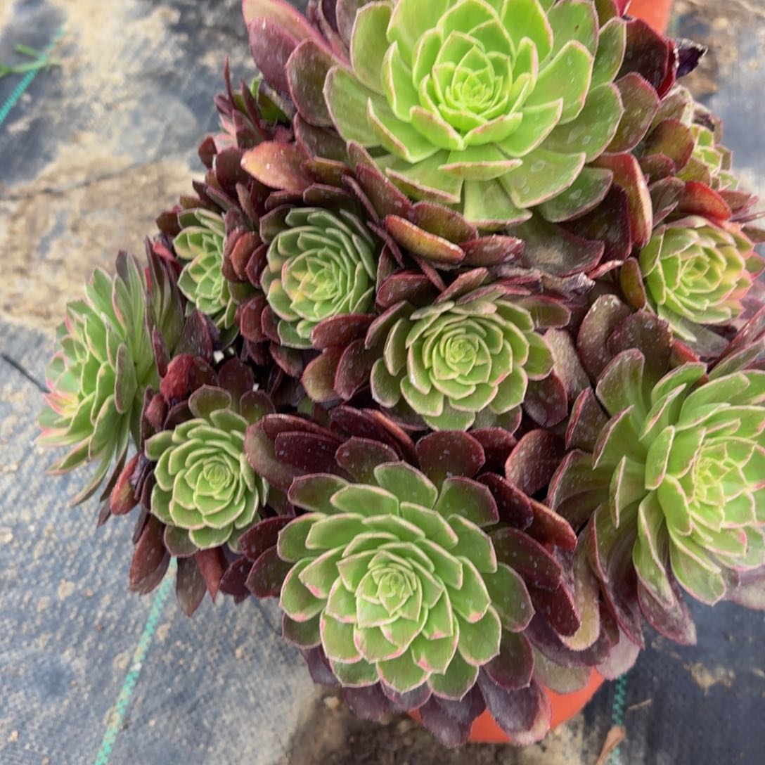 无花朵686多肉植物捧花的