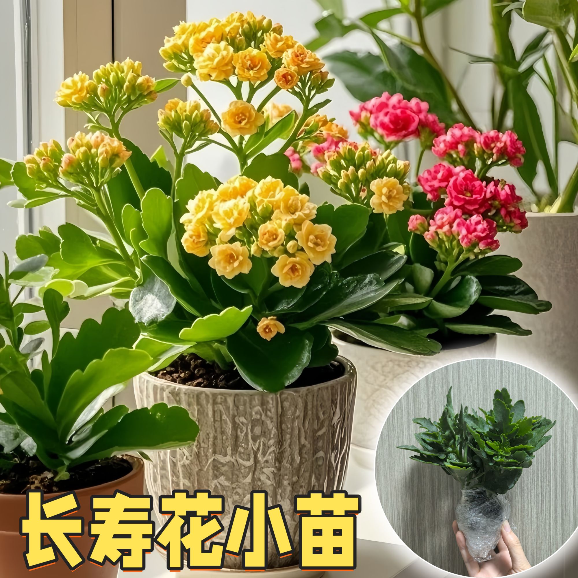 【稀有长寿花苗】金狐狸重瓣盆栽客厅绿植物阳台室内新品四季开花卉