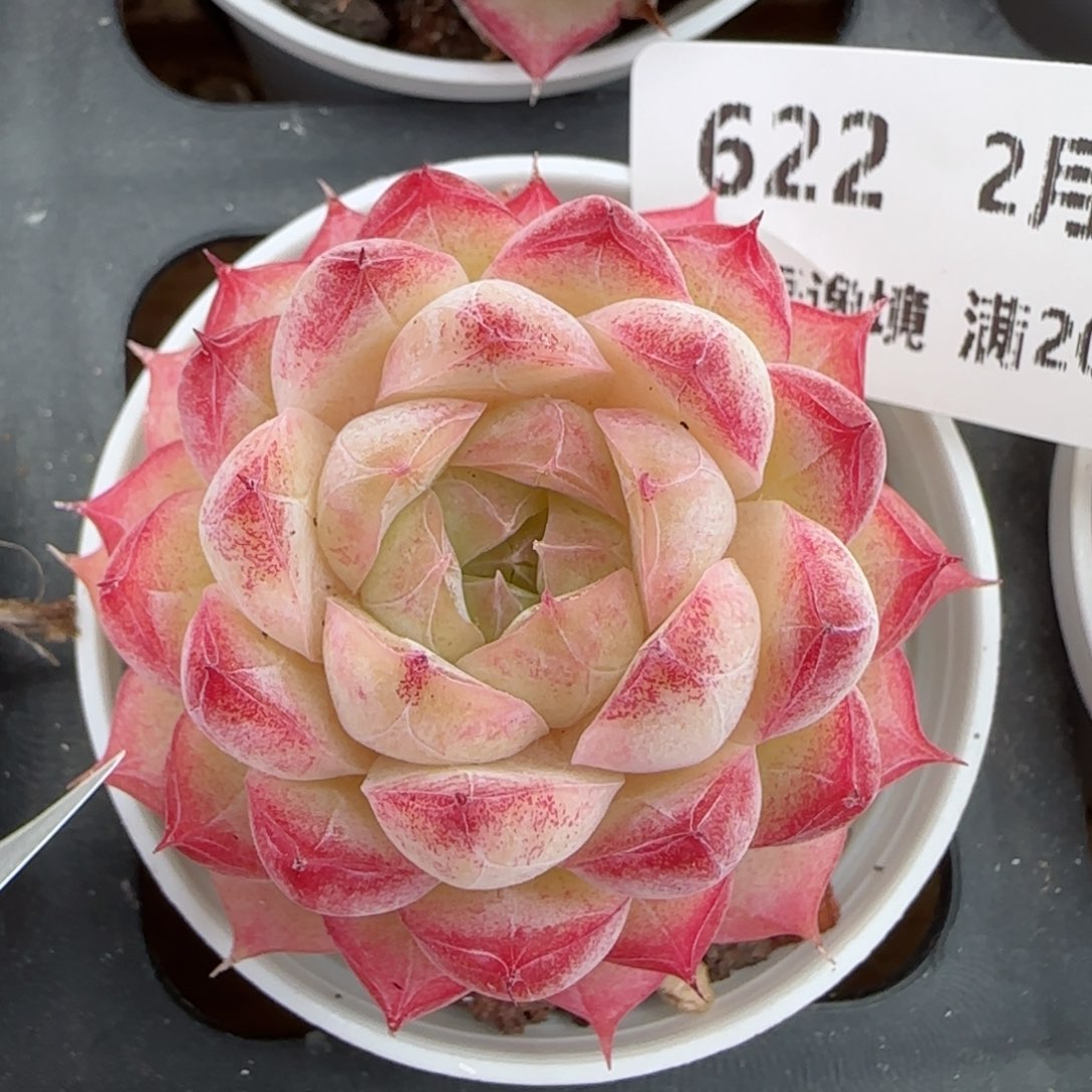 花语逸镜0219-622