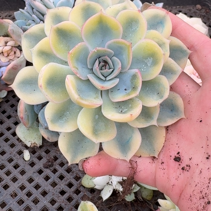 菲欧娜锦一物一拍