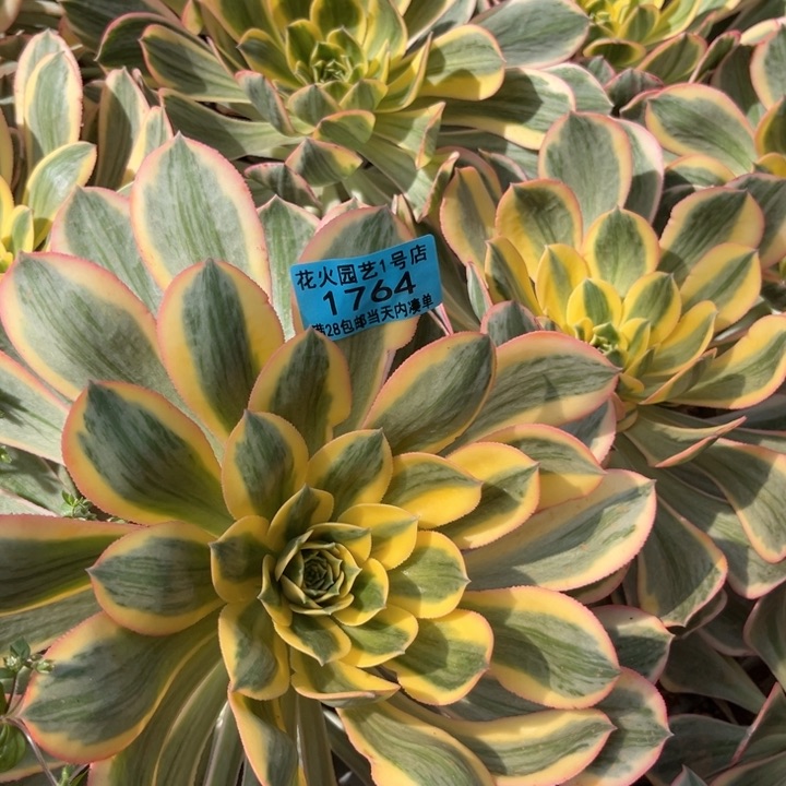 黄金灿烂1764多肉植物