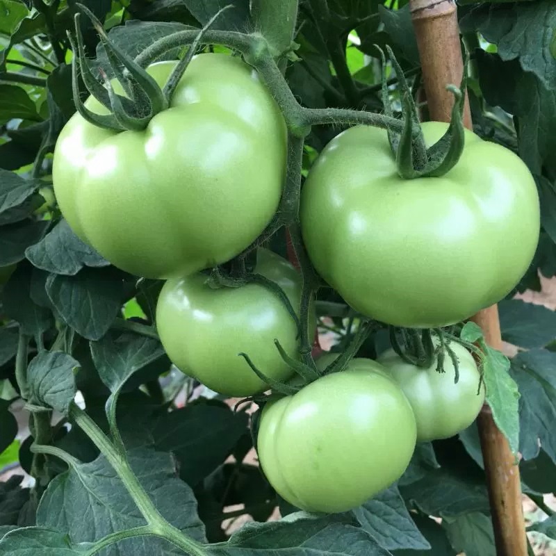 【西红柿】灵璧番茄青色番茄五成熟