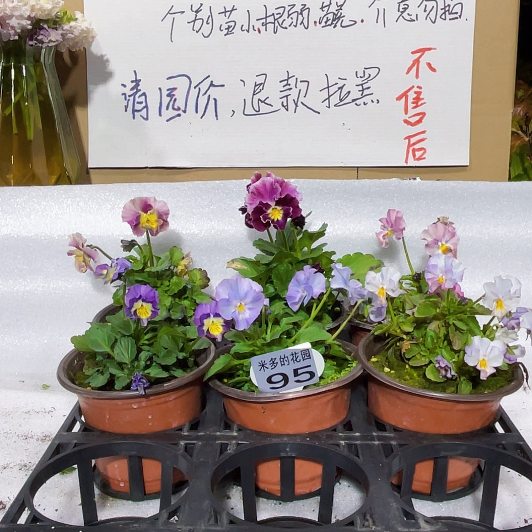 大部分花苞少量开放95