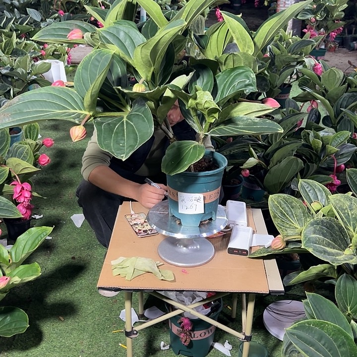 黄***娘无花朵荷兰进口宝莲灯