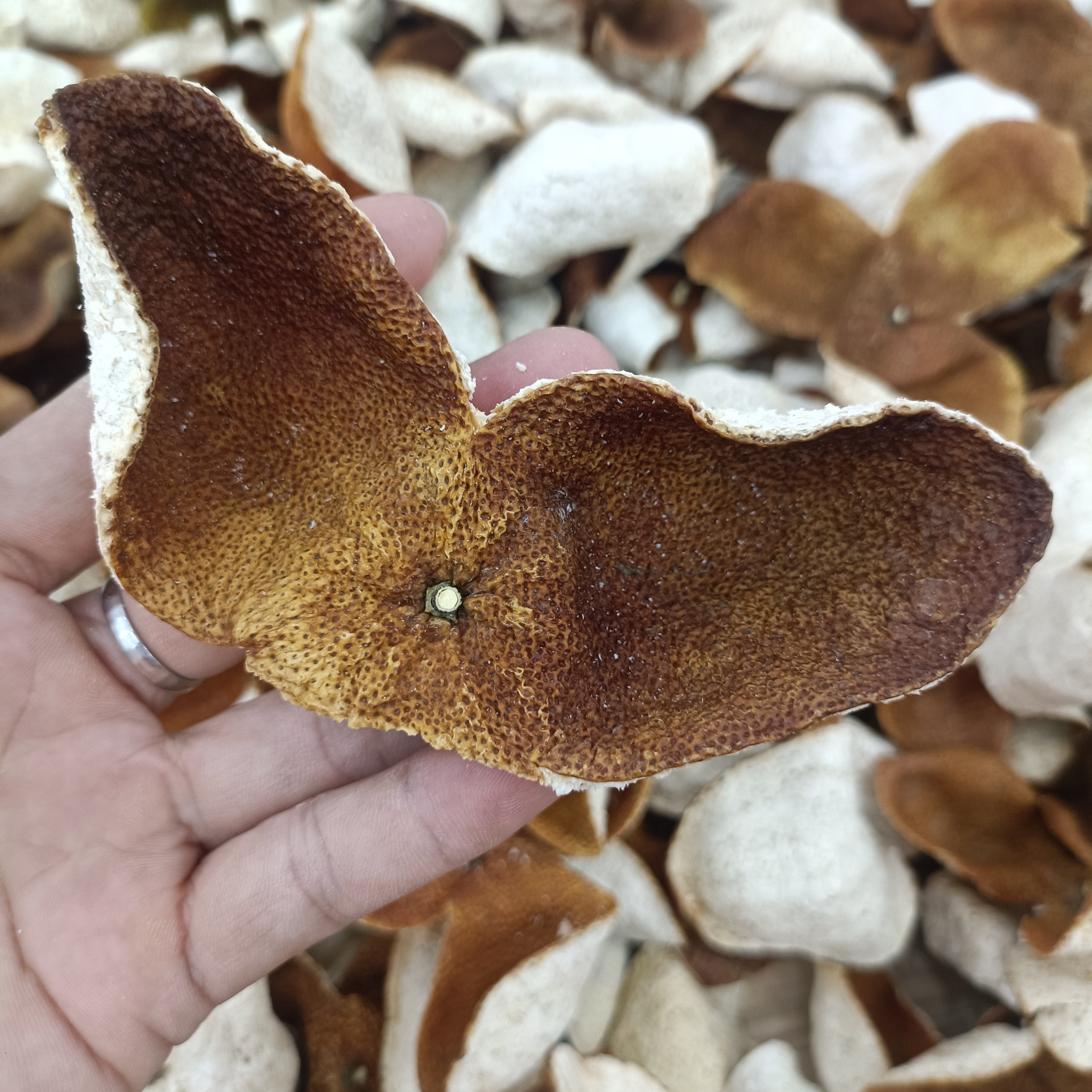 【广西浦北陈皮】2024年冬后大红皮福利款(直播看图 断、裂皮小果)