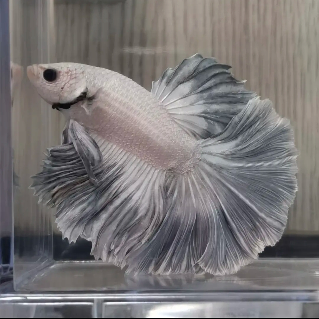 C15（337-360）泰国斗鱼活体精品小型观赏鱼热带鱼（直播间选鱼）