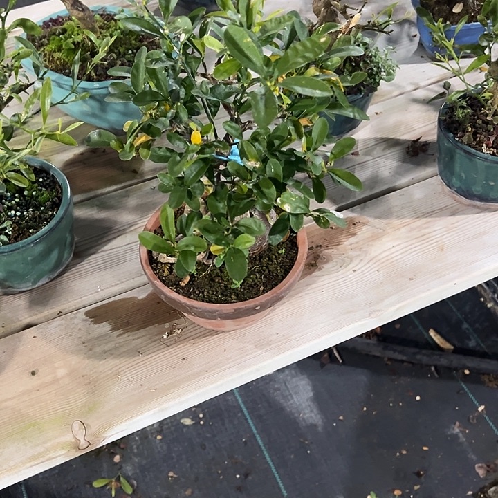 小***植无花朵日本金豆盆栽筋斗