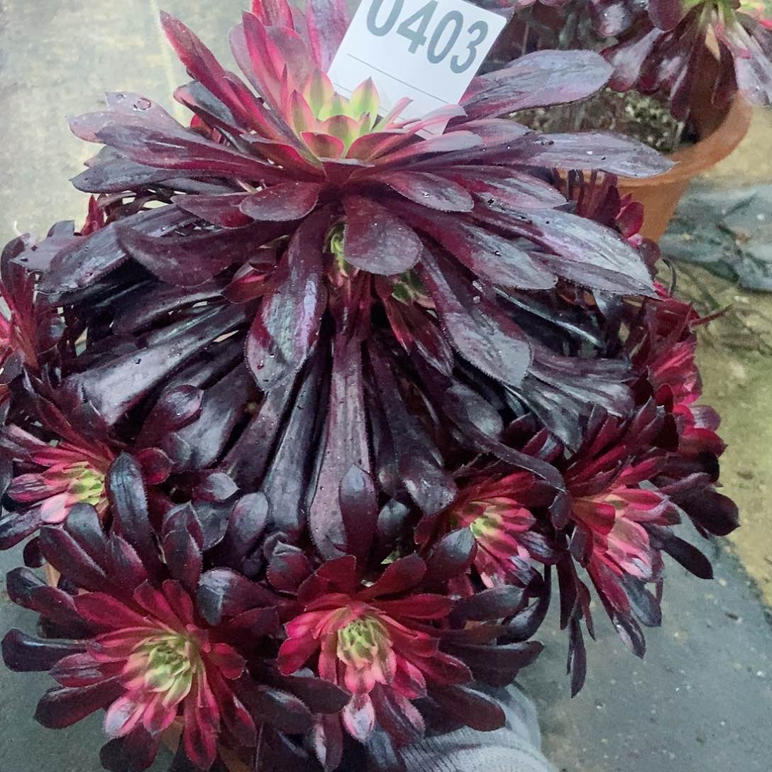 红陶/***/0403黑天鹅3多肉