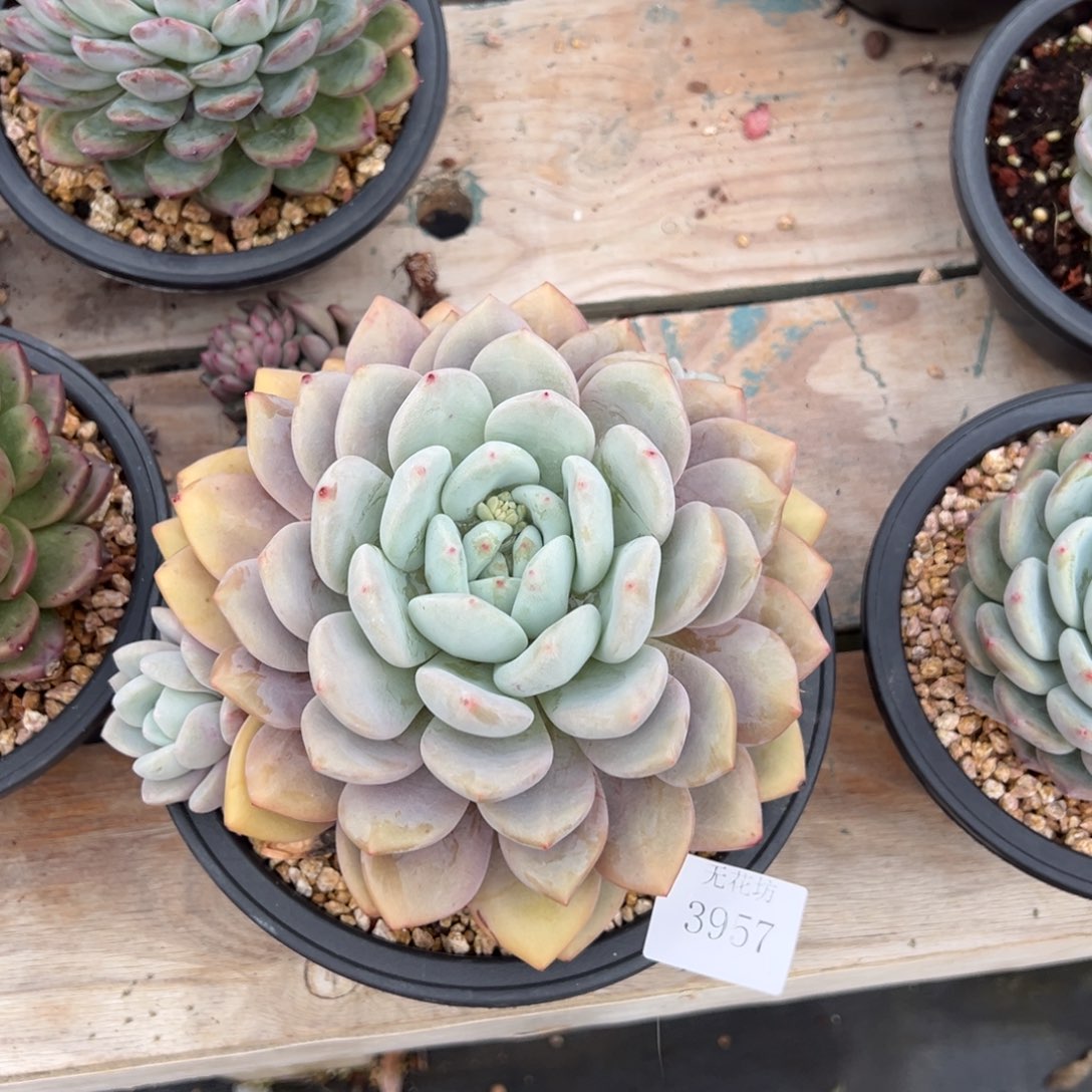 吃****?3957肉肉肉肉肉肉