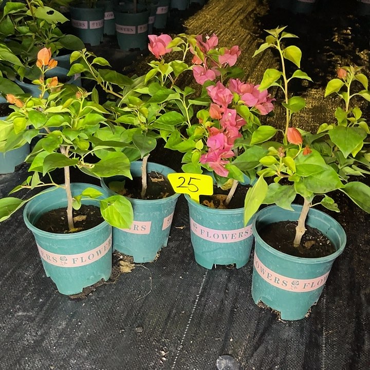 当前无花栽培后可以开花25暗斑夕阳红量拍