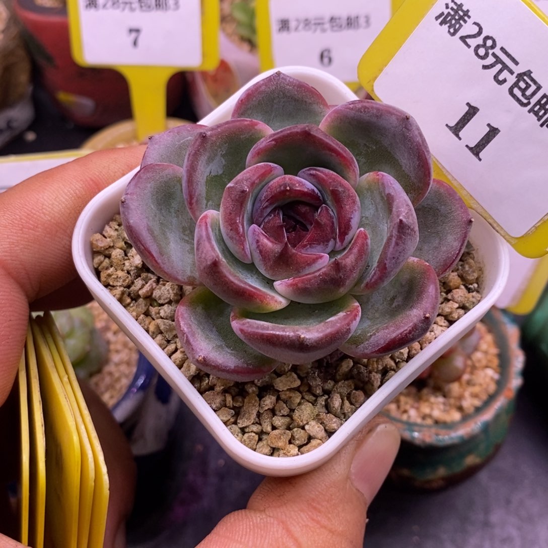 311韩版黑橙子单头福利