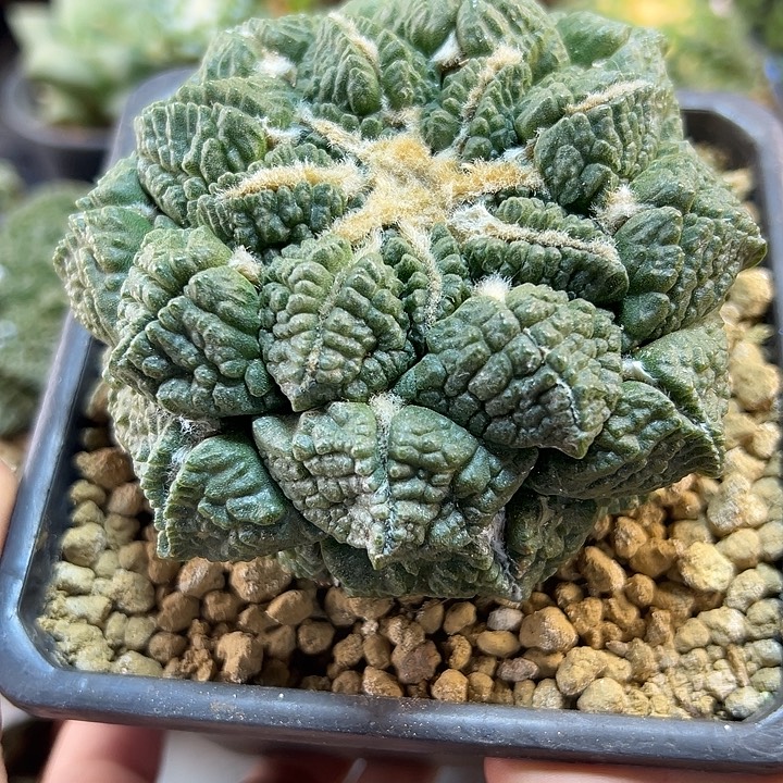 64号自根龟甲连山10公分