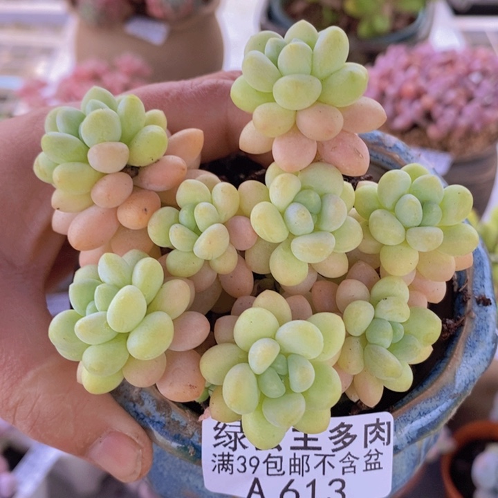 洛可可8cm613多肉植物