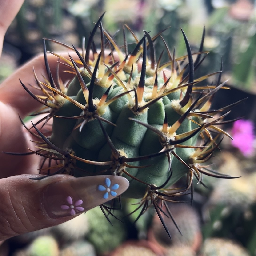 500津玉仙人球11111111