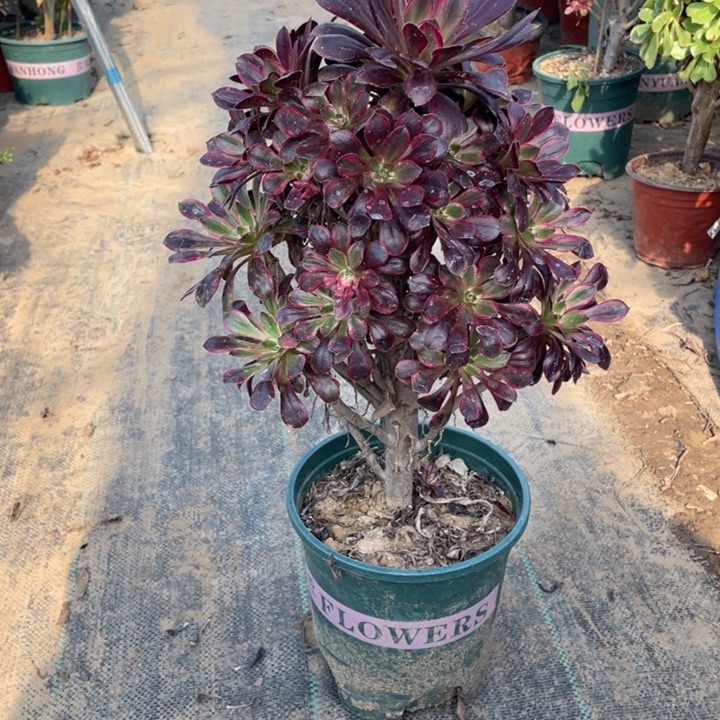 37丽娜多肉植物多肉多肉