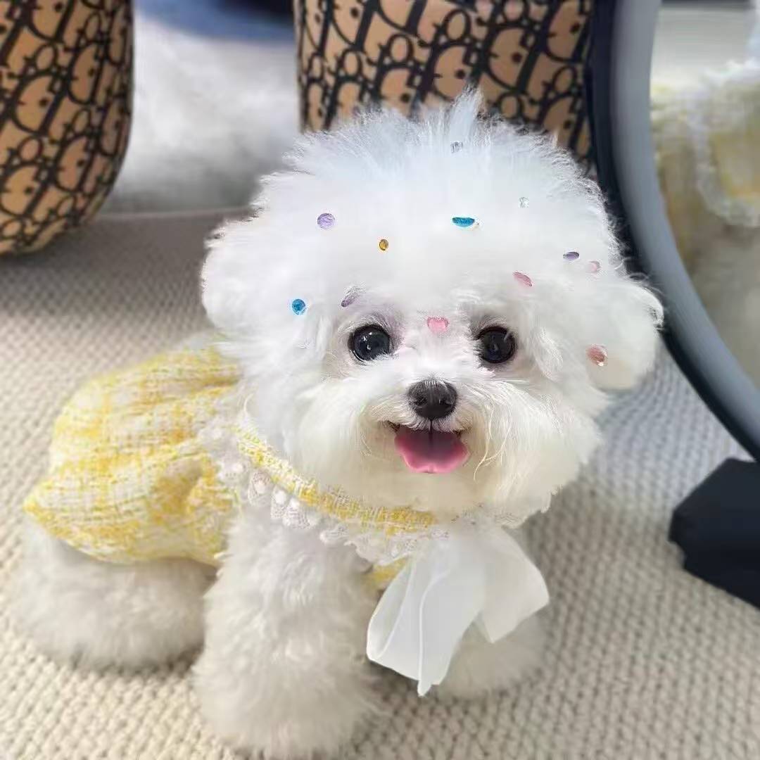 比熊宠物狗 柚子JJ上海市