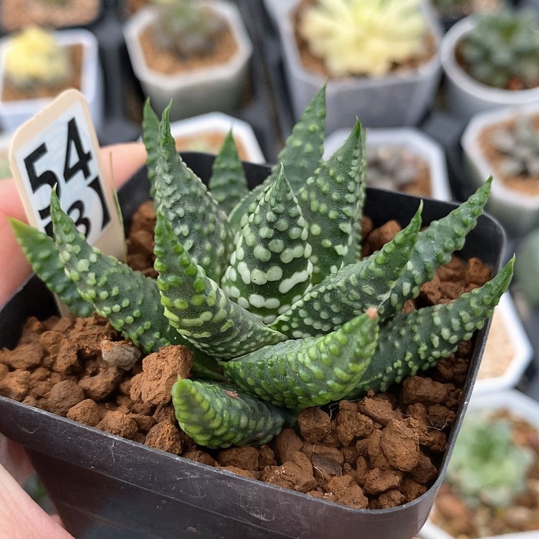 54号前行实生一物一拍的