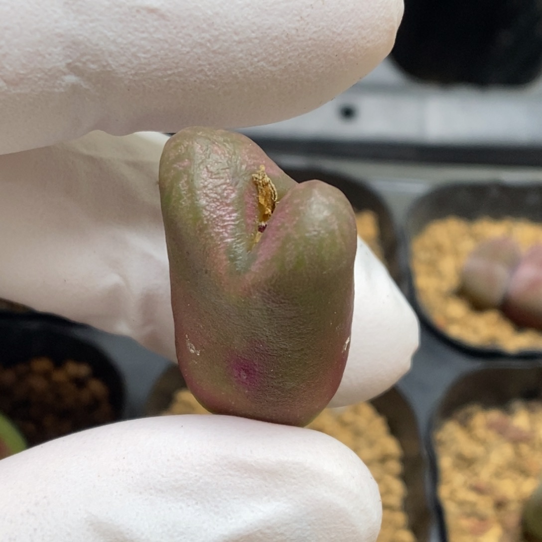 多肉植物肉锥杂交K-4727 空卡杂铜壶