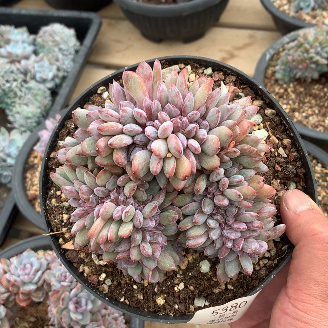 5380星影盘龙缀福利底切繁殖