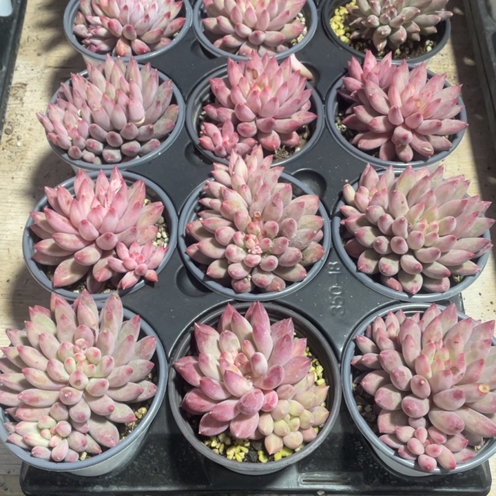 车厘子15.8一盆虞美人