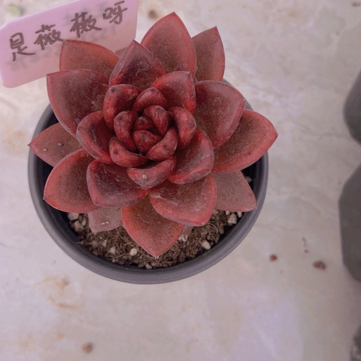 健健康康平平安安