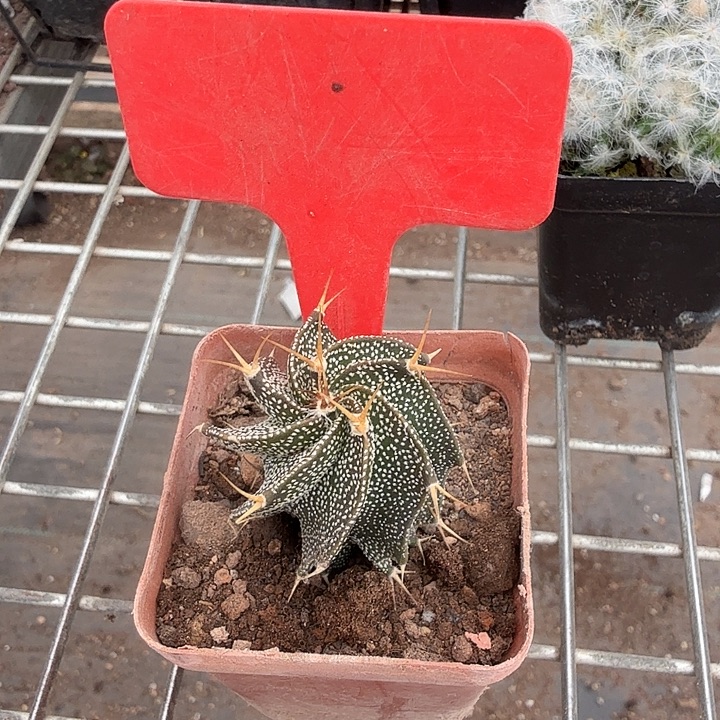 实生瑞凤玉3仙人球