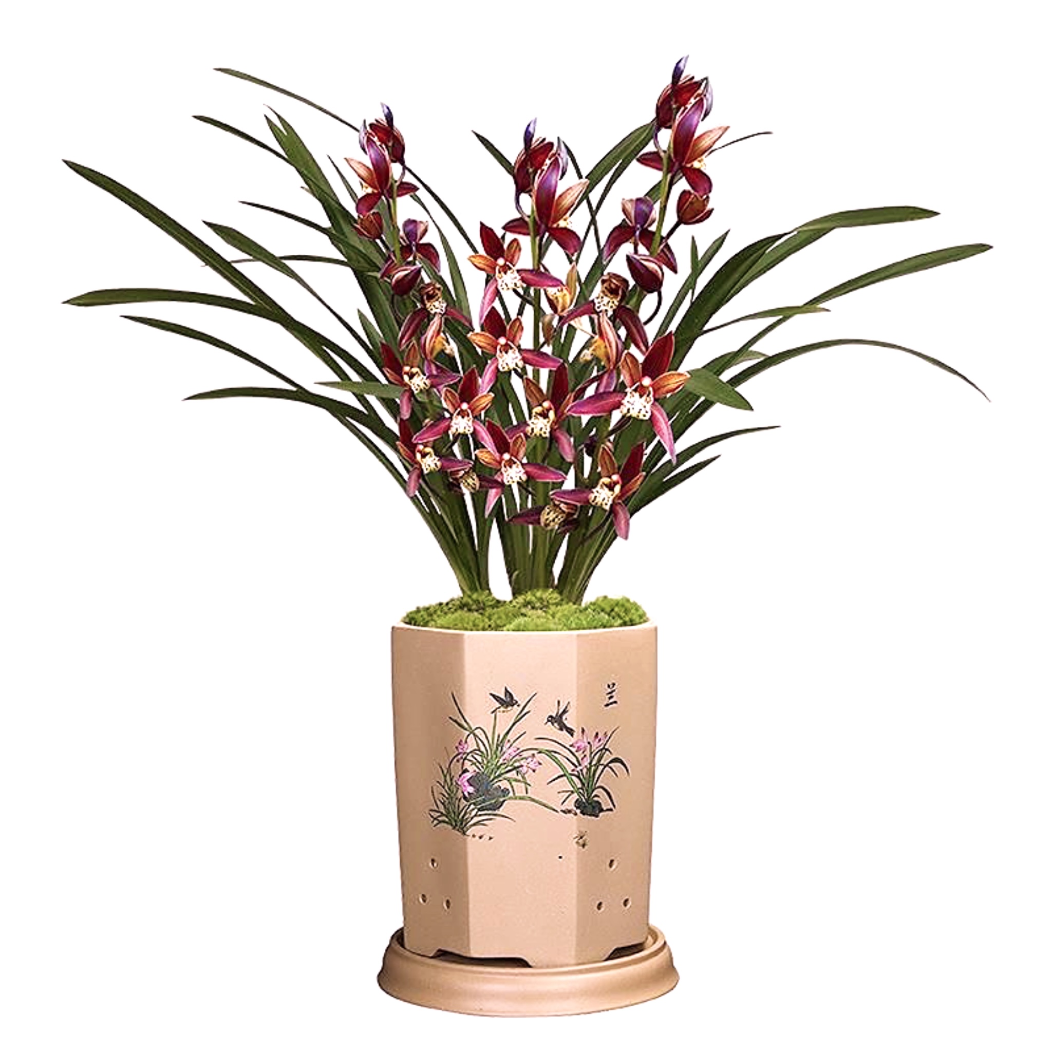 兰花【墨兰带3-4支花剑】浓香型鲜花年宵花好养-免费保温发货活