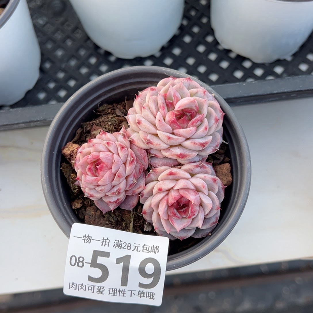 天鹅绒多肉多肉多肉