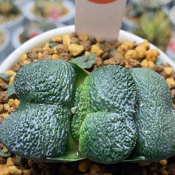 蝴蝶卧中27111111111