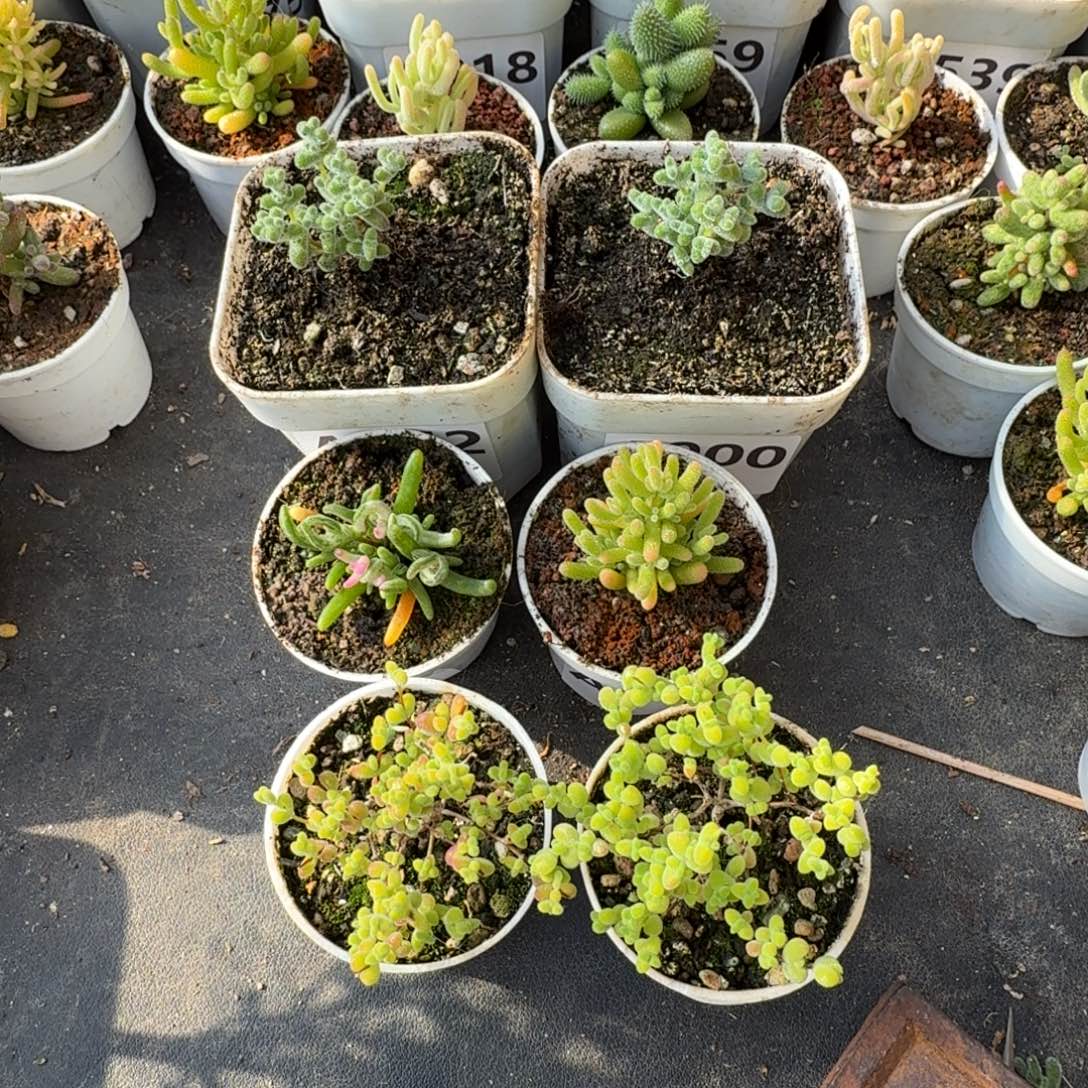 (***熊A852 900 901 903 904 905