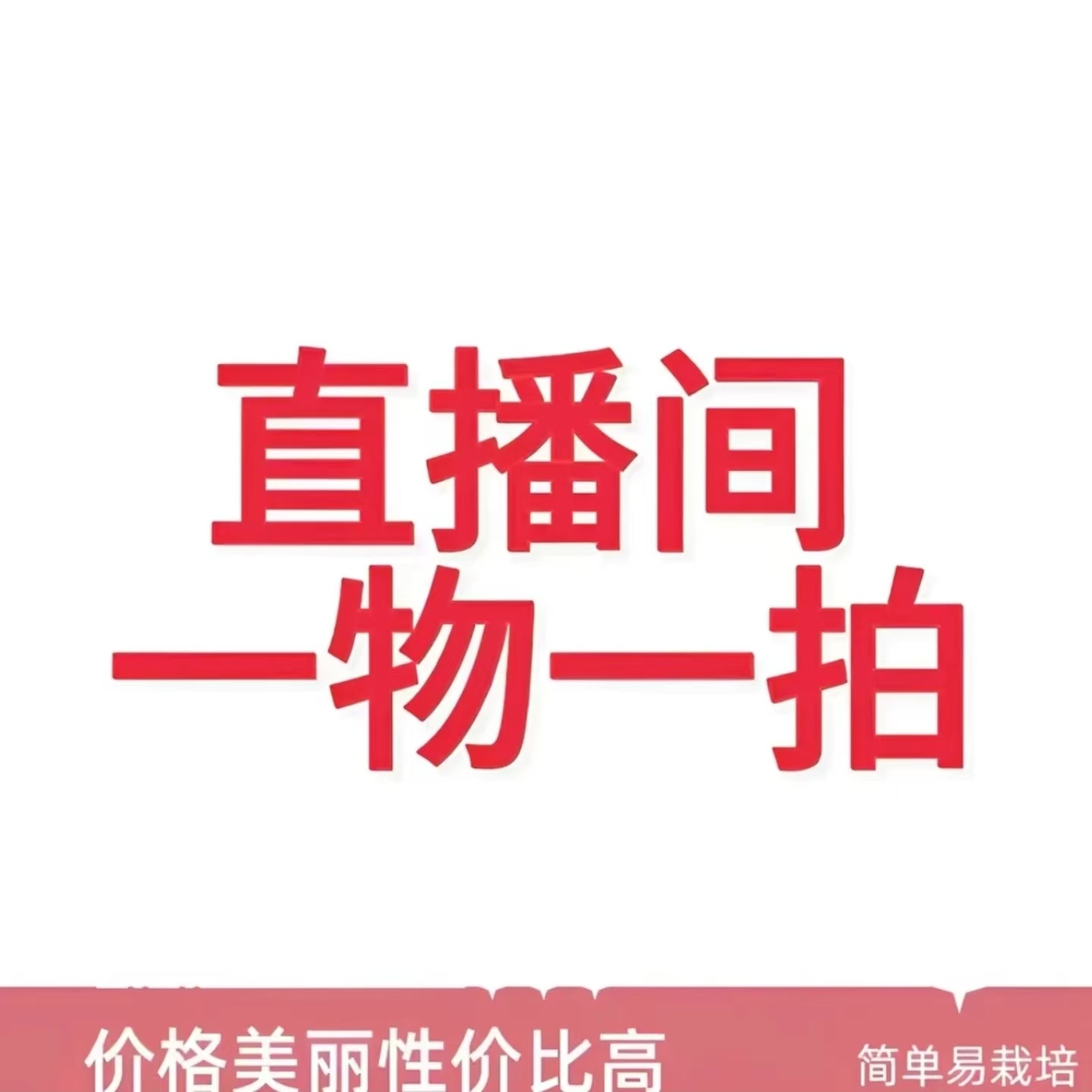 【一物一拍】牡丹芍药，耐寒耐旱。