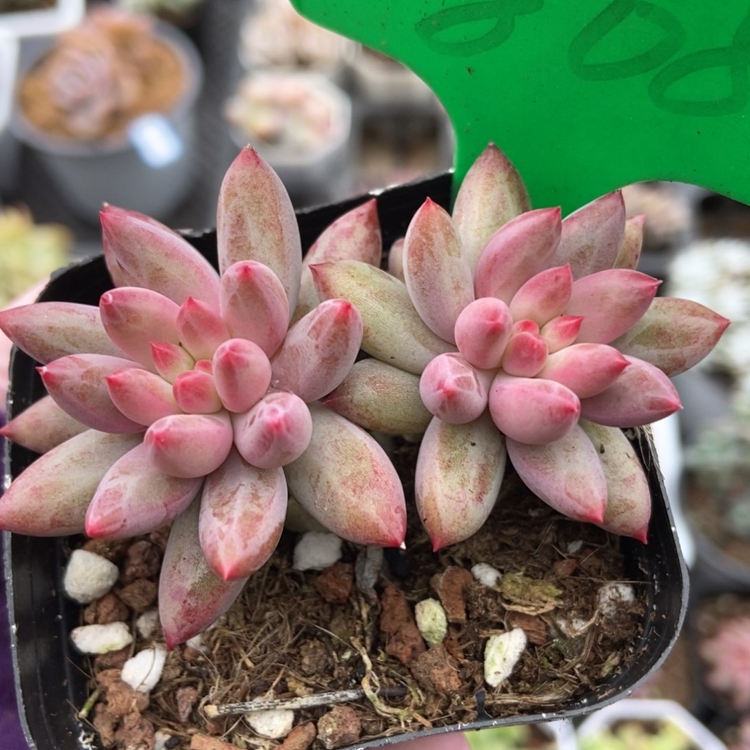 808虞美人多肉植物保护