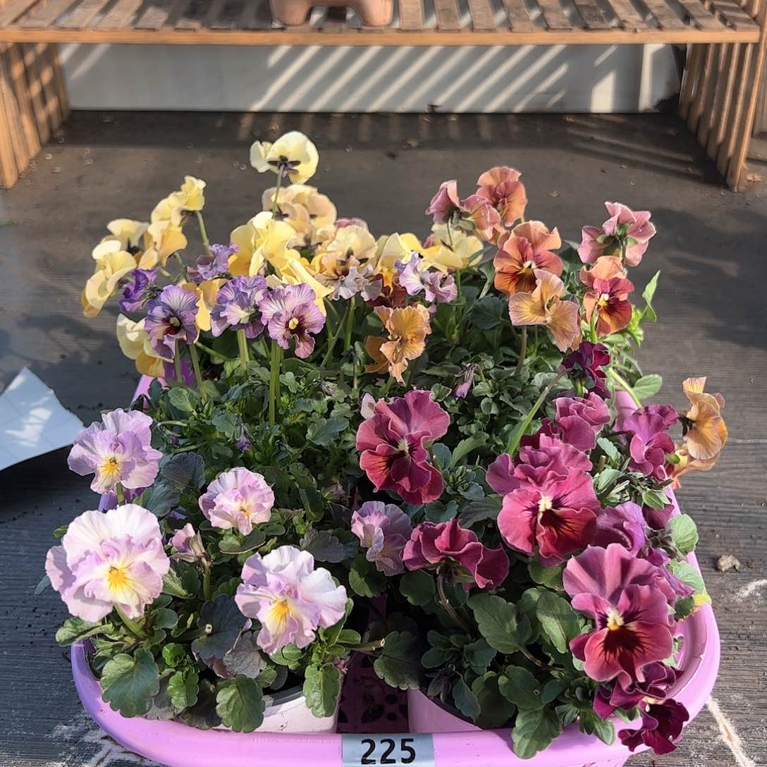 【闪购商品】225号