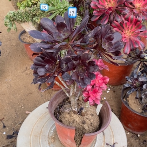花蝴蝶砍过一物一拍