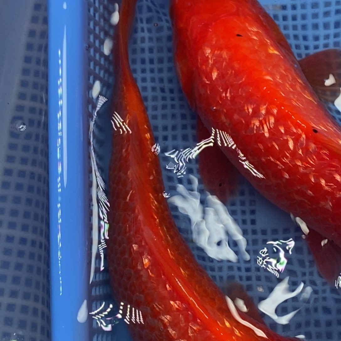 锦鲤冷水锦鲤包邮