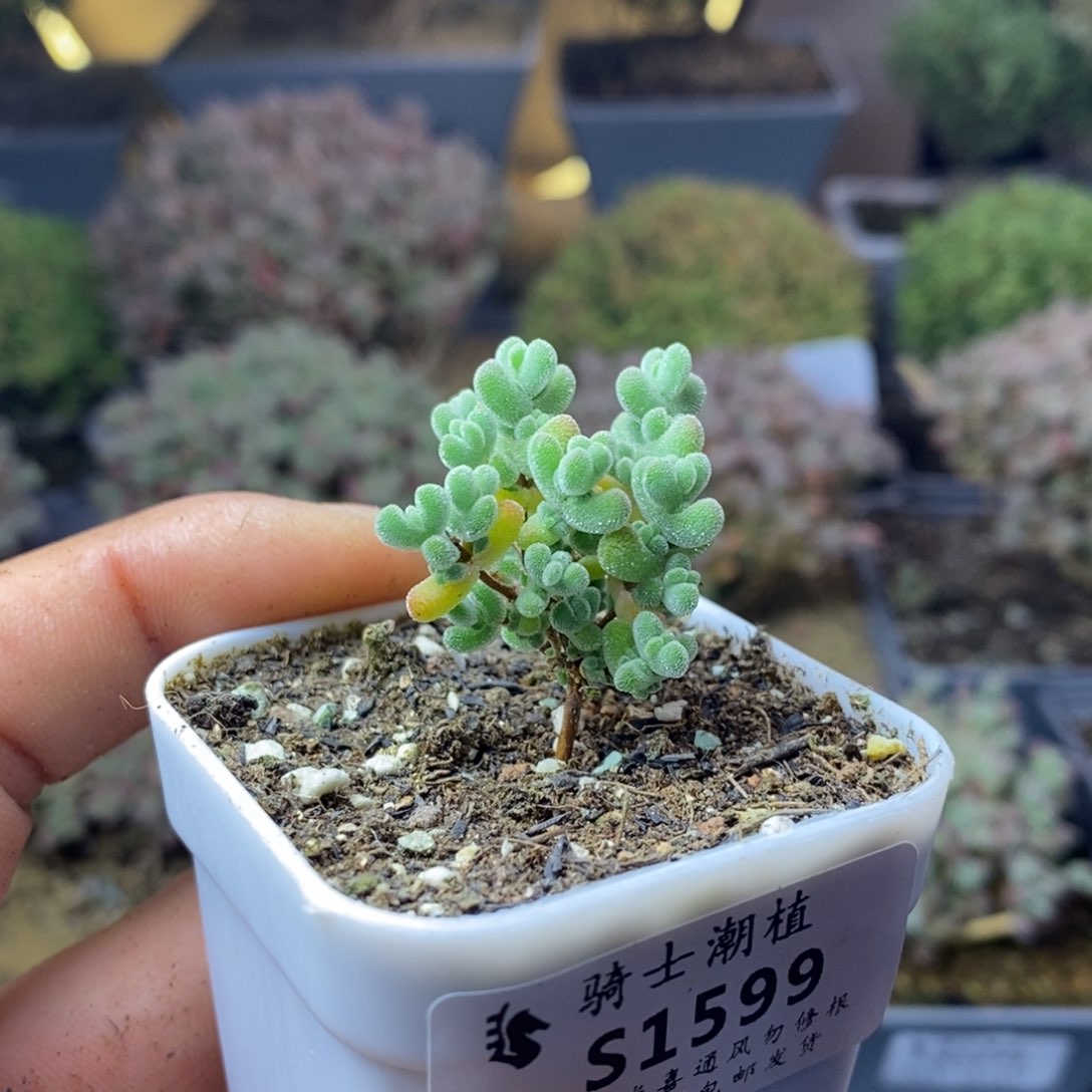 1599实生莱斯枝干