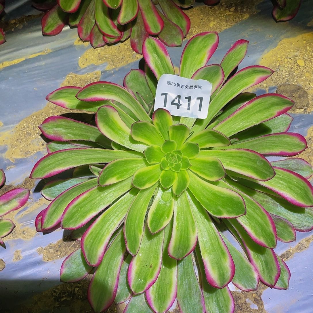 1411琉璃女神多肉植物