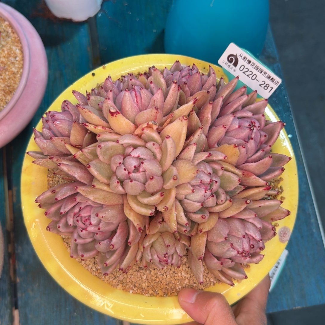 多肉一物一拍0220-281