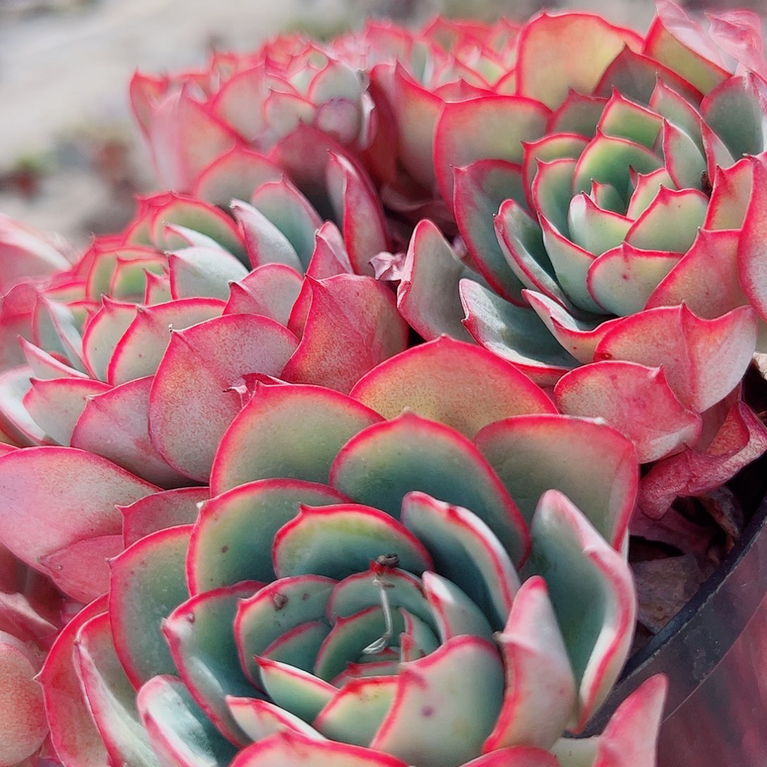 牡丹亭多头群生老桩特价